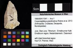 Foto (Objket + Etiketten) von Paguraidea indet. 